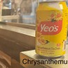 Chrysanthemum Tea Yoe's