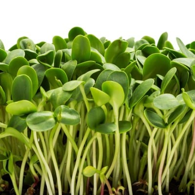SUNFLOWER SPROUTS