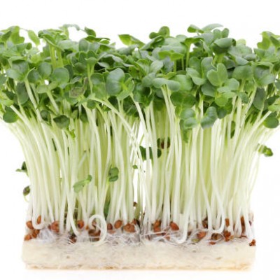 RADISH SPROUTS