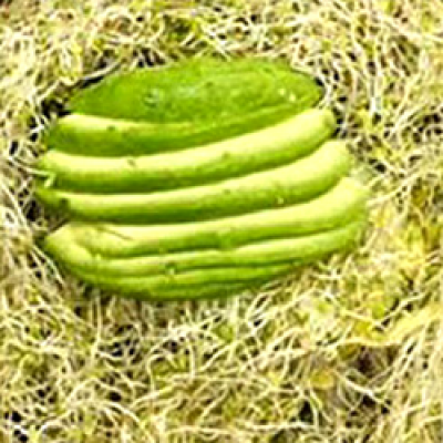 Vegetarian Salad