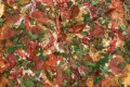 Mexican Pizza