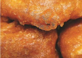 Fried Sole Fillet