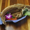 Halibut (Small)