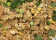 CRAB FRIED RICE