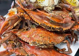 Blue Crabs (Female)