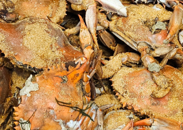 Blue Crabs (Male)
