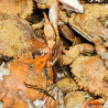 Blue Crabs (Male)