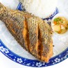 Tilapia