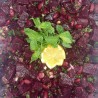 Beets Salad