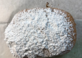 Paczki- Custard with power sugar