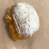 Paczki-Peach