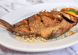  (P9) Tilapia