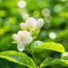 Jasmine Tea