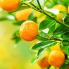 Sweet Tangerine Tea