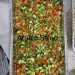 Middle Eastern Salad (Catering) thumbnail