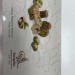 Mixed Pistachios Baklava box from Syria  thumbnail